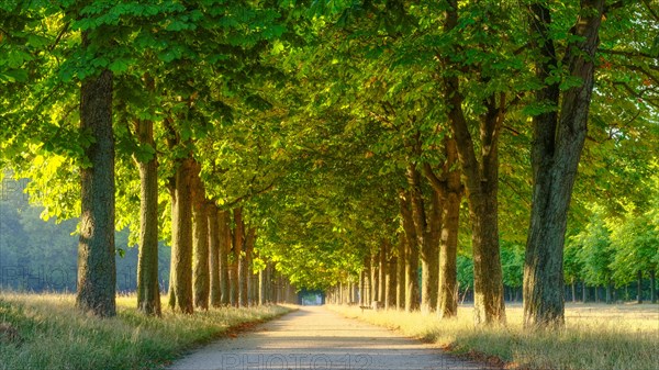 Chestnut avenue in the morning light