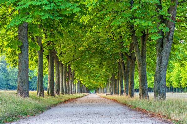 Chestnut avenue in the morning light