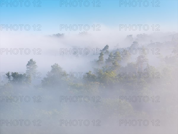 View of mixed forest in the morning