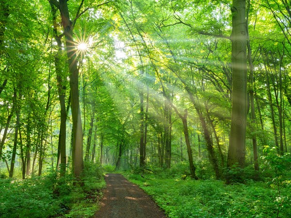 Hiking trail through natural deciduous forest in spring