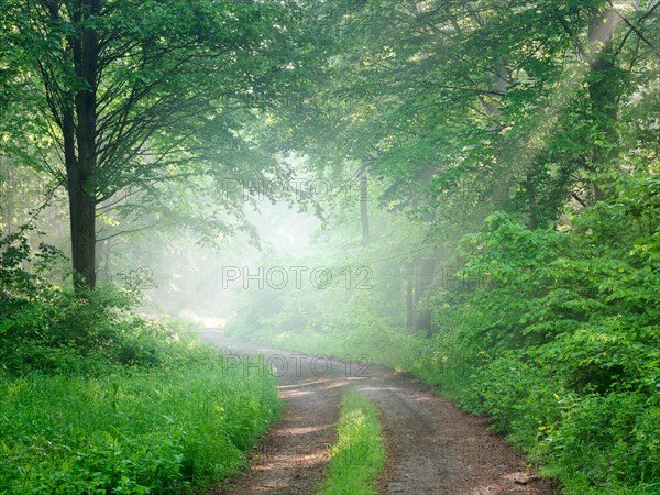 Hiking trail through natural deciduous forest in spring