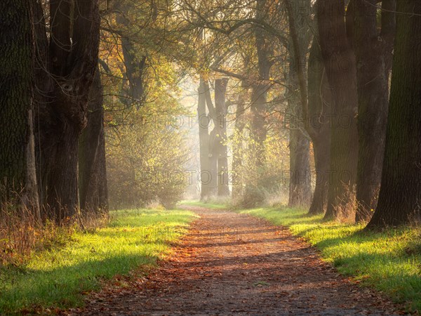 Oak avenue in autumn