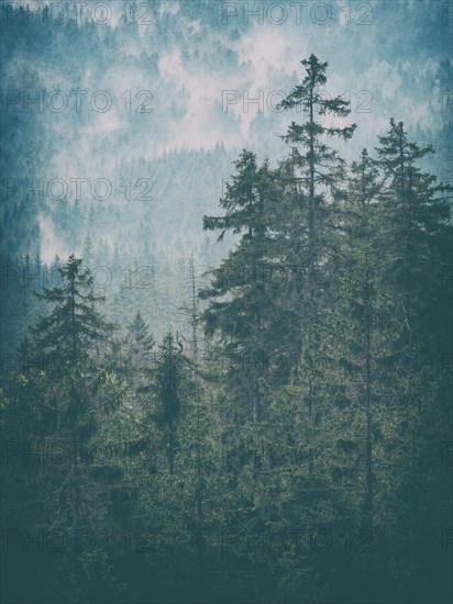 Natural spruce forest with morning mist