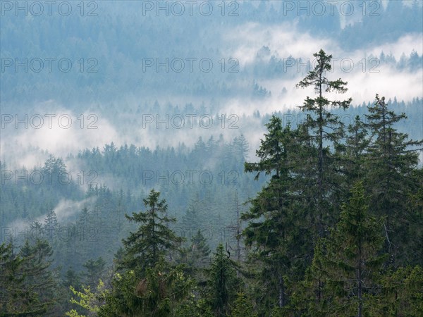 Natural spruce forest with morning mist