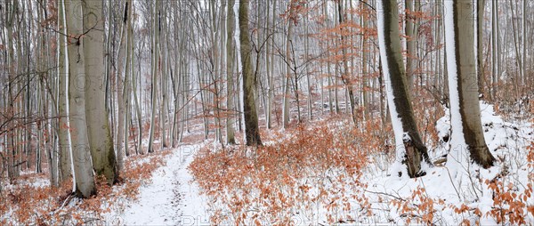 Snow-covered beech forest in winter