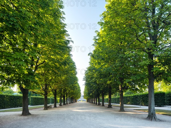 Chestnut avenue in the morning light