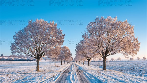 Winter landscape in the morning light