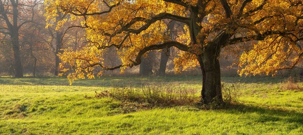 Solitary oak tree in a clearing in the forest