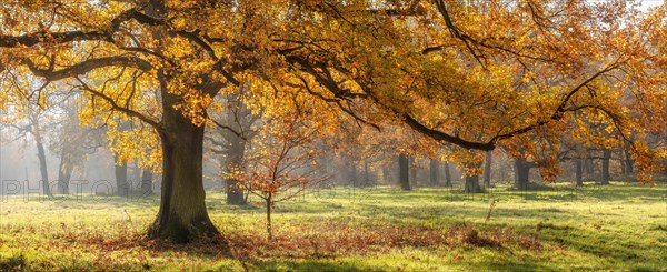 Solitary oak tree in a clearing in the forest