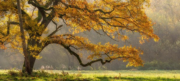 Solitary oak tree in a clearing in the forest
