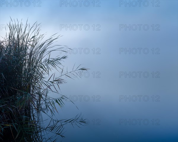 Reeds on the lake reflected in the morning fog