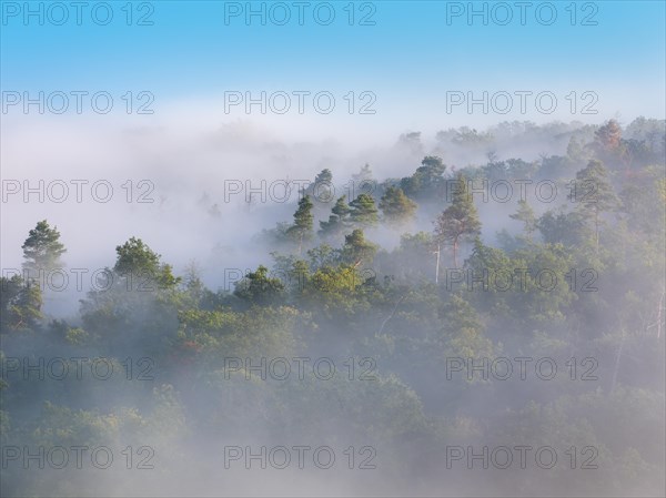 View of mixed forest in the morning