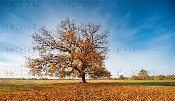 Landscape with solitary oaks in the Elbe floodplains near Dessau in autumn