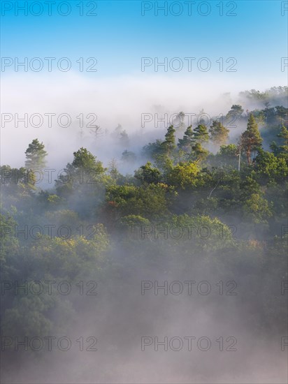 View of mixed forest in the morning