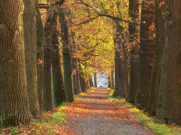 Oak avenue in autumn