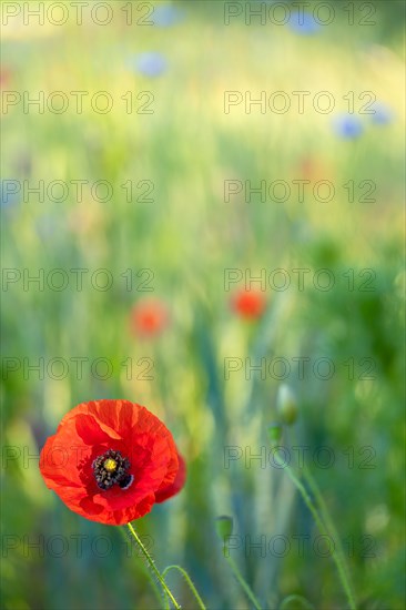 Meadow with corn poppies and cornflowers