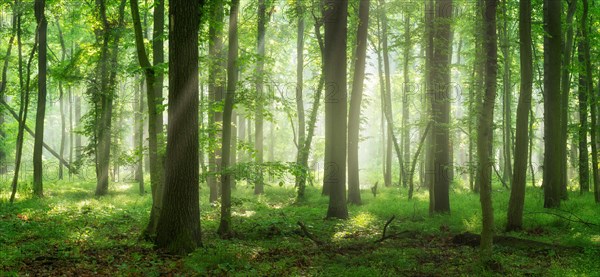 Natural deciduous forest of oaks