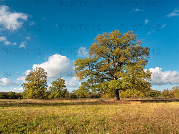 Landscape with solitary oaks in the Elbe floodplains near Dessau in autumn