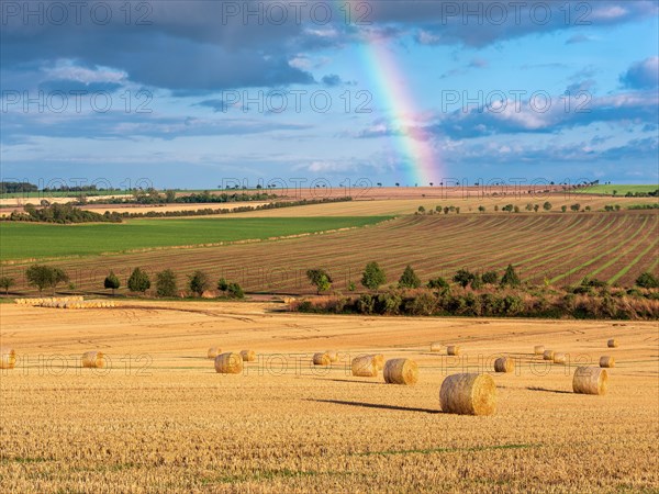 Harvest time