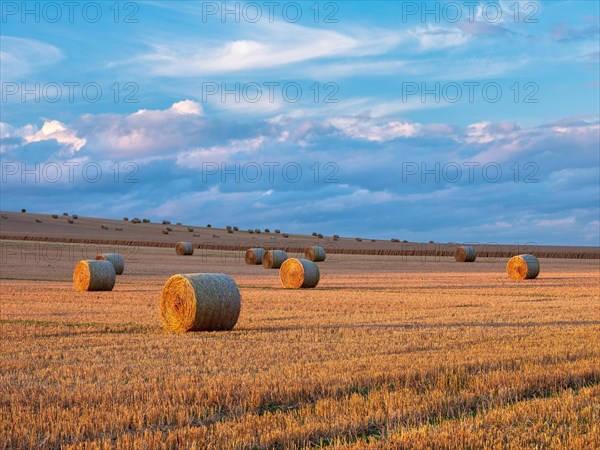 Harvest time