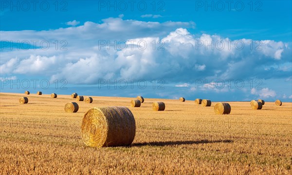 Harvest time