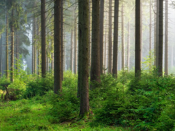 Spruce forest in the early morning