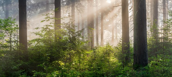 Spruce forest in the early morning