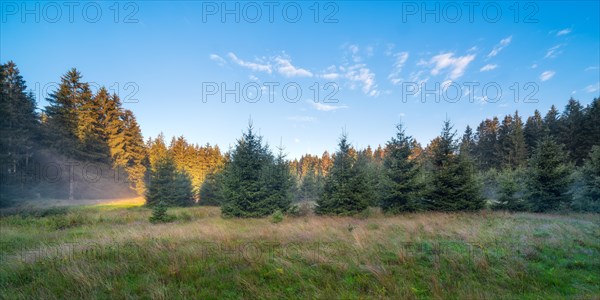 Clearing in a spruce forest in the morning with morning mist under a blue sky