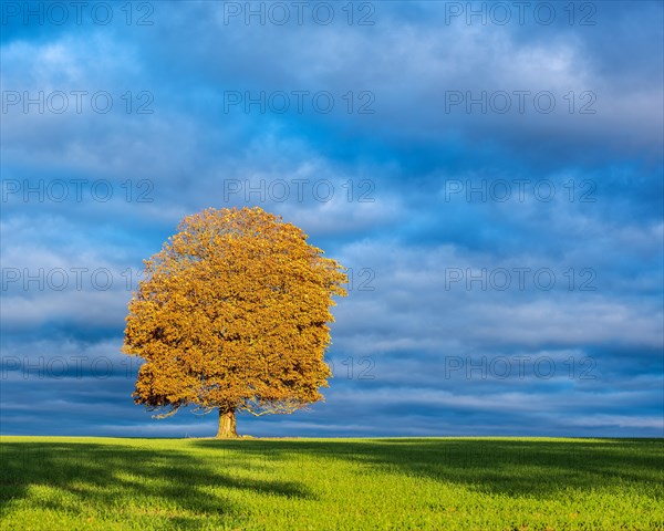 Solitary horse chestnut tree in autumn in the morning light