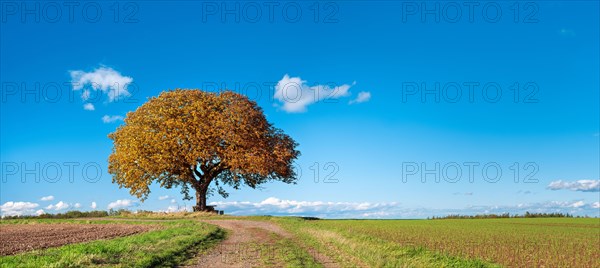 Solitary horse chestnut tree on a field path in autumn under a blue sky with clouds