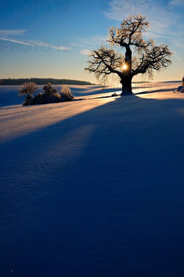 Giant solitary oak in winter landscape at sunset