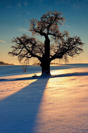 Giant solitary oak in winter landscape at sunset