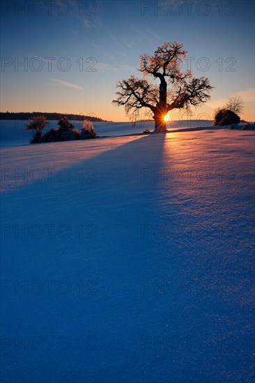 Giant solitary oak in winter landscape at sunset