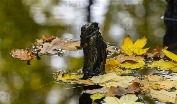 Autumn time