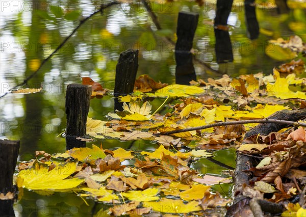 Autumn time
