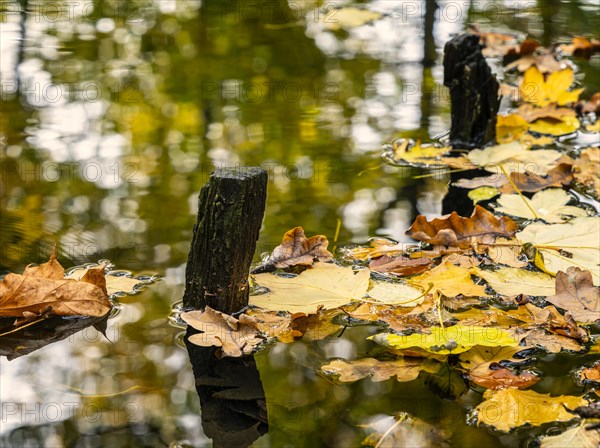 Autumn time