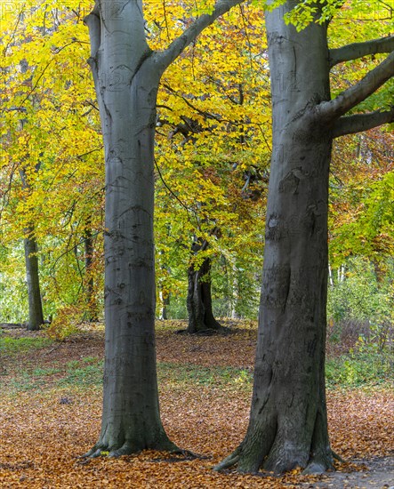 Autumn time