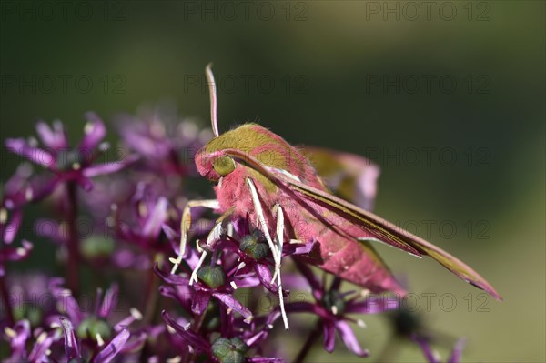 Elephant hawk-moth