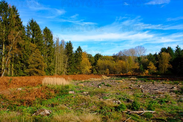 Autumn in the German forest