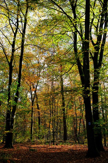 Autumn in the German forest