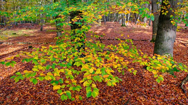 Autumn in the German forest
