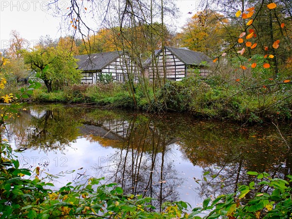 Autumn in the German forest