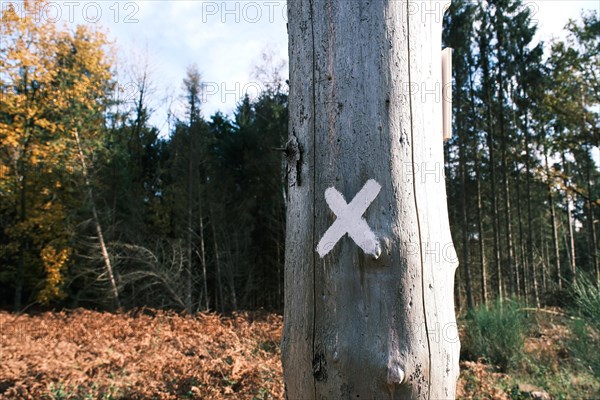 Tree trunk with white cross