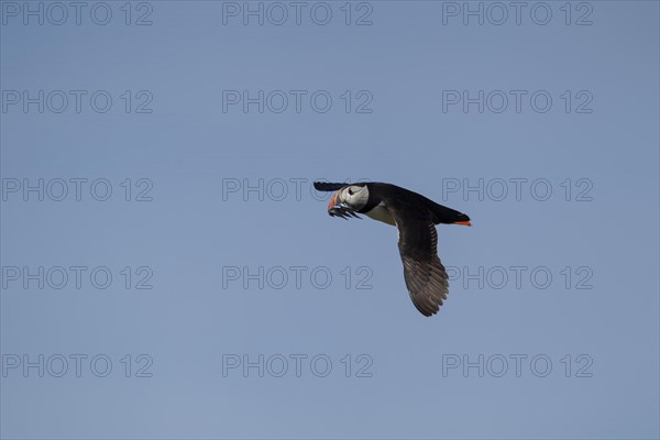 Atlantic puffin