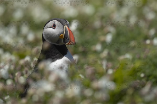 Atlantic puffin