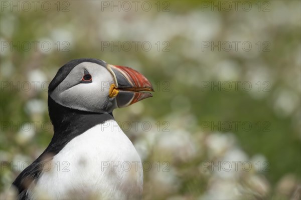 Atlantic puffin