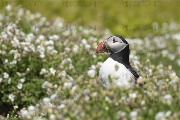 Atlantic puffin