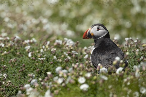 Atlantic puffin