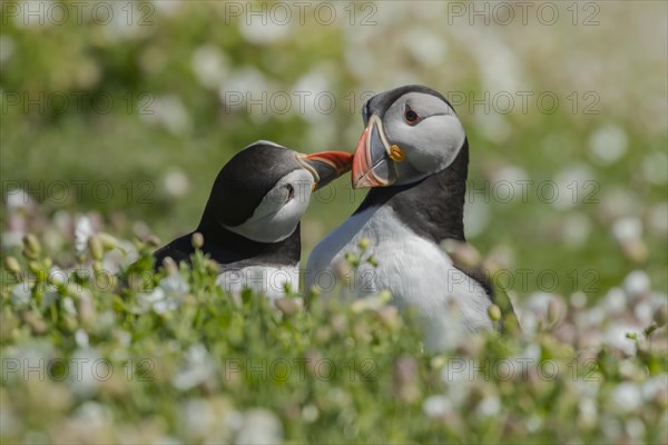 Atlantic puffin