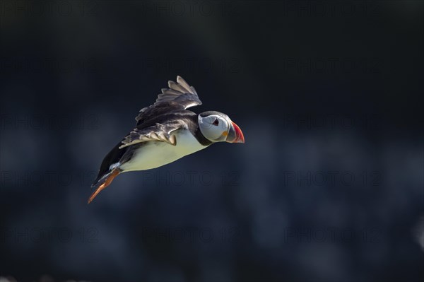 Atlantic puffin